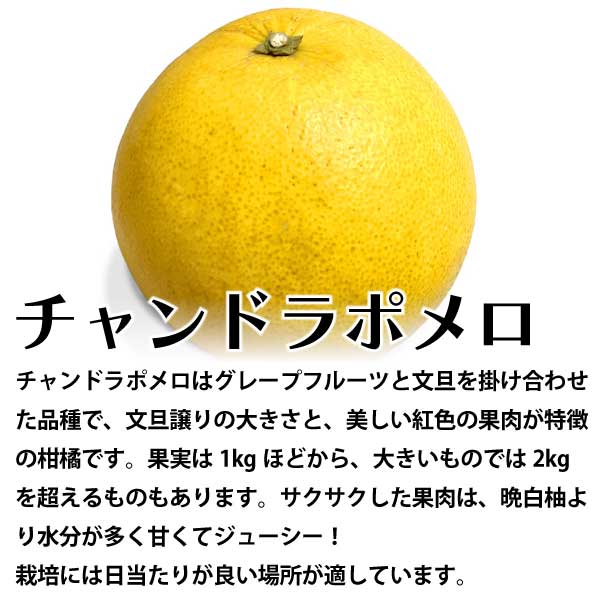 チャンドラポメロ