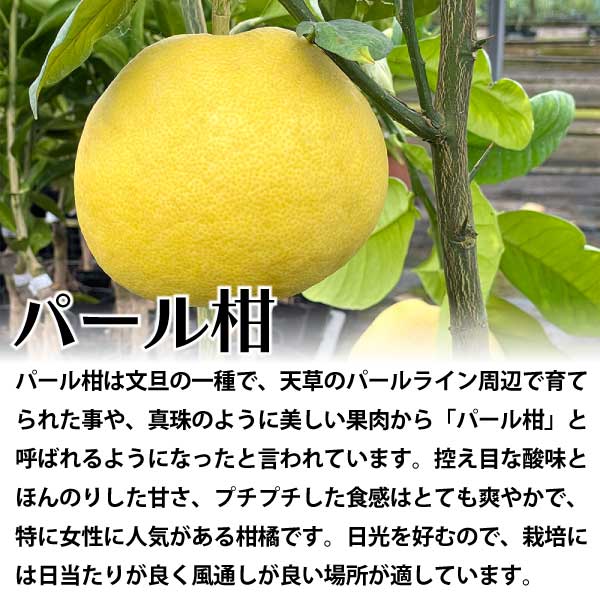 パール柑