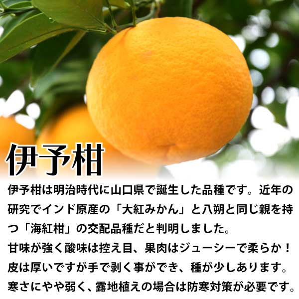 伊予柑（いよかん）