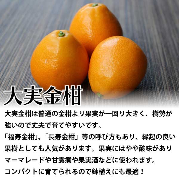 大実金柑（福寿金柑）（長寿金柑）
