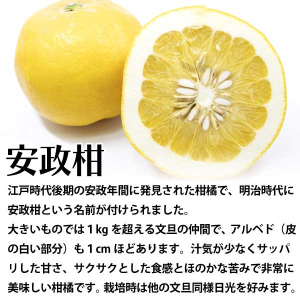 安政柑（あんせいかん）