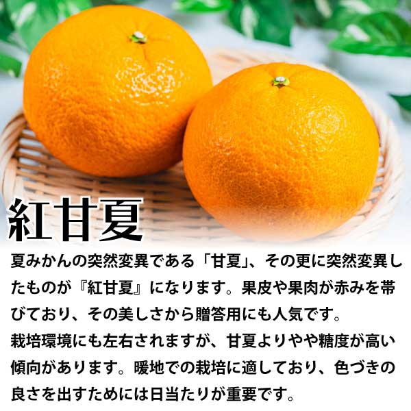 紅甘夏（べにあまなつ）