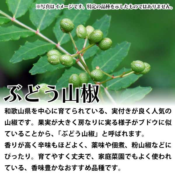 ぶどう山椒（ぶどうさんしょう）