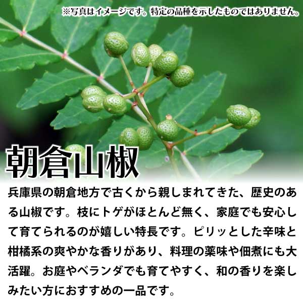 朝倉山椒（あさくらざんしょう）