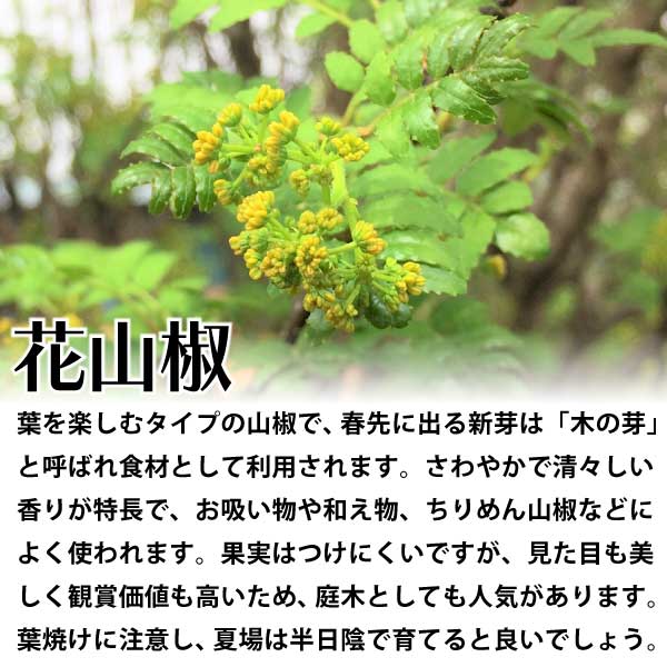 花山椒（はなざんしょう）
