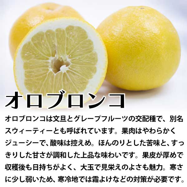 オロブロンコ（スウィーティー）
