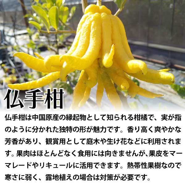 仏手柑