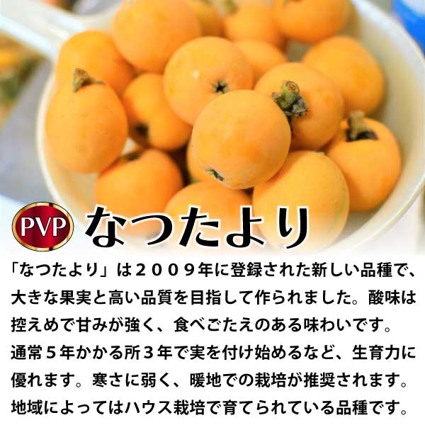 なつたより