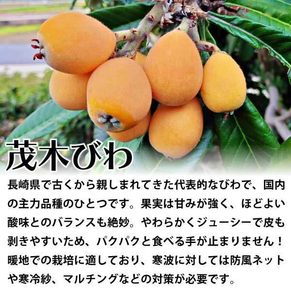 茂木びわ