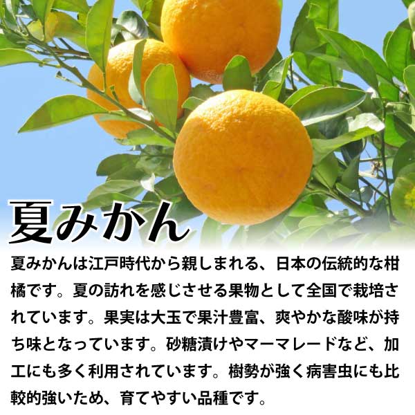 夏みかん(ナツミカン)(ナツダイダイ)