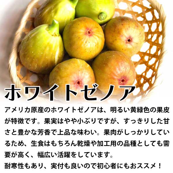 ホワイトゼノア