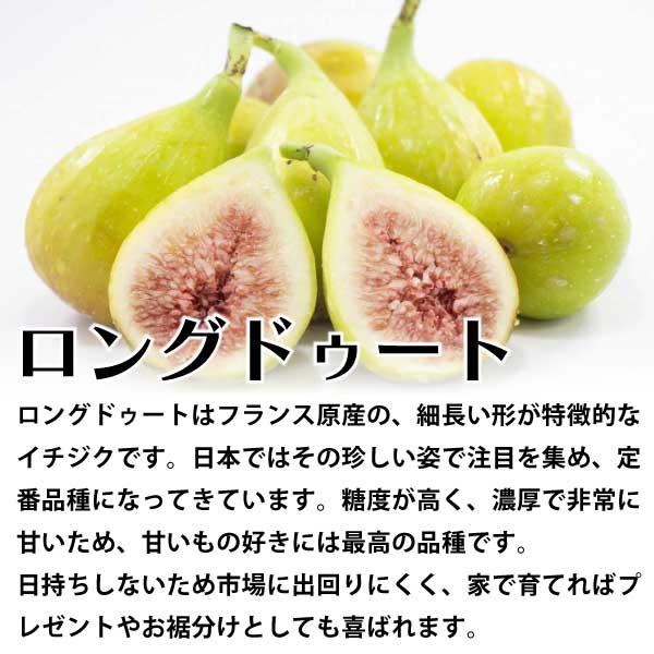 ロングドゥート（バナーネ）（白いちじく）