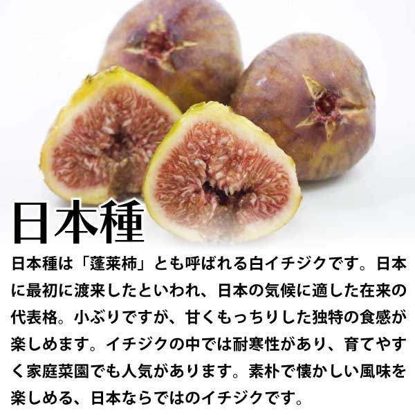 日本種（蓬莱柿）