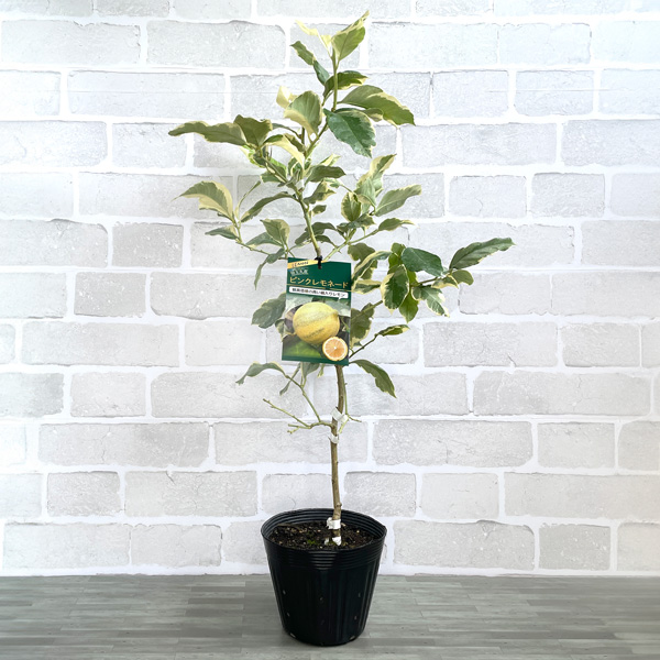 レモン_ピンクレモネード_15cm