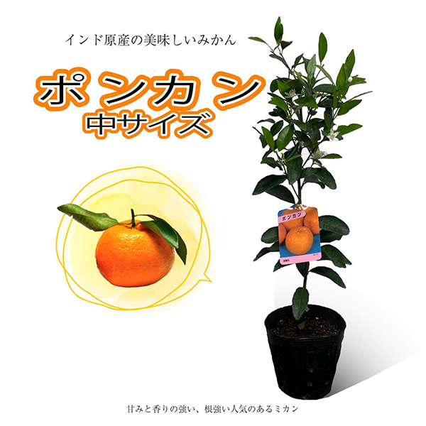 雑柑_ポンカン_15cm