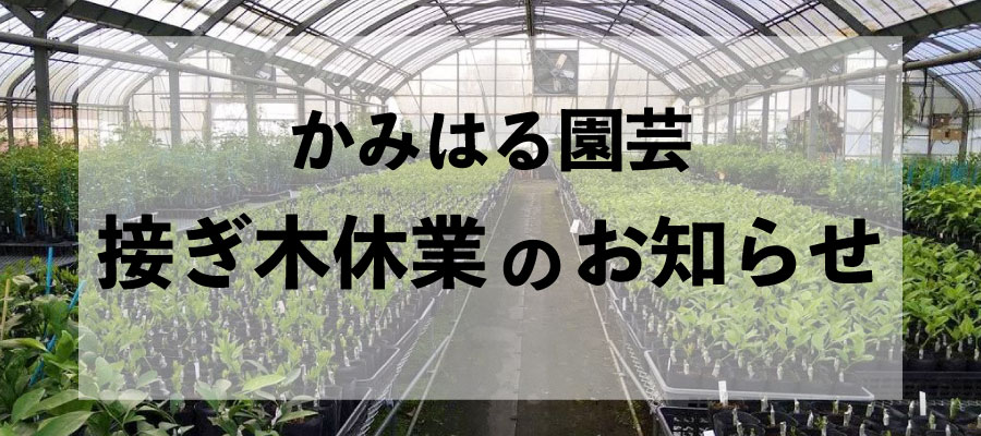 接ぎ木休業のお知らせ