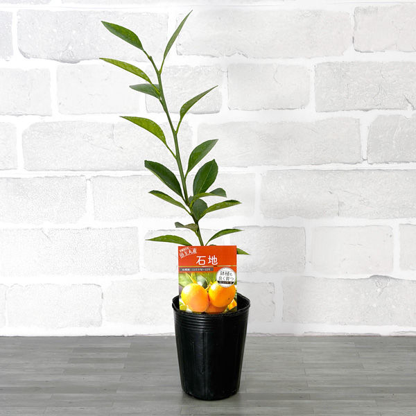 温州みかん_石地_9cm