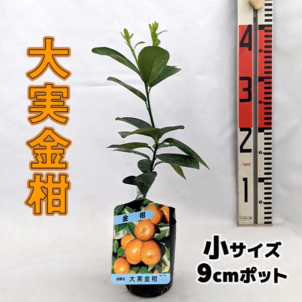 金柑_大実金柑_9cm