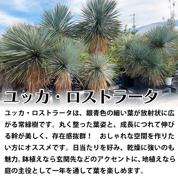 ユッカ・ロストラータ解説